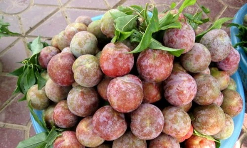 Mận tam hoa và những khám phá gây bất ngờ