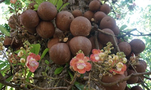 Khám phá loài cây có thể phát nổ như bom ở Việt Nam