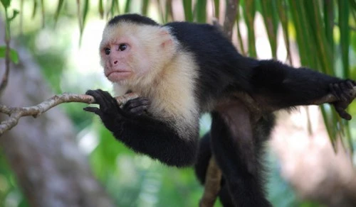 Bất ngờ với những phát hiện gây sốc về loài khỉ