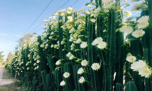 Phong thủy 2022: Bài trí cây cảnh sao để chiêu tài rước lộc, ăn Tết to?