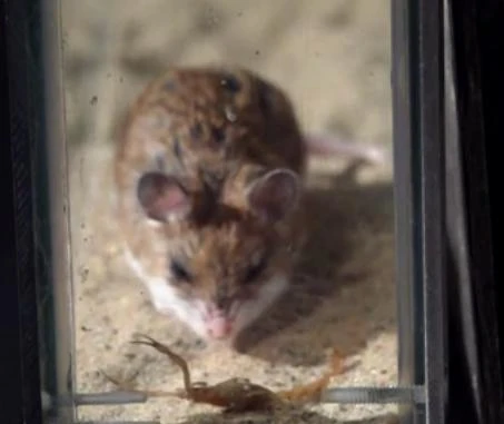 Đại chiến nảy lửa giữa chuột và bọ cạp