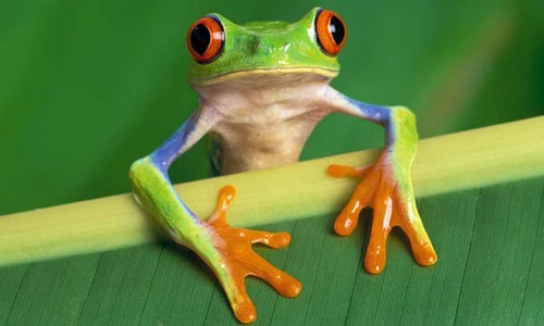 Những động vật vào nhà báo hiệu điềm lành