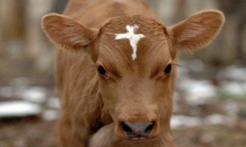 Những con bò có đốm lông kỳ quái nhất thế giới