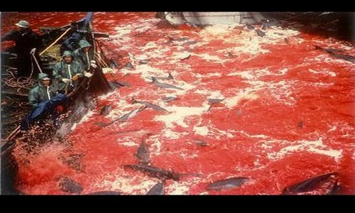 Rùng mình cảnh giết cá heo máu nhuộm đỏ cả vịnh