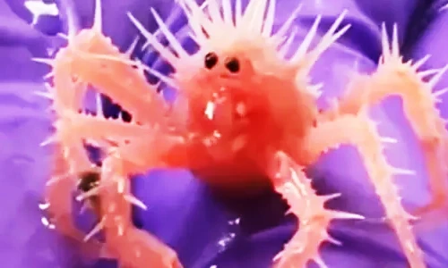 Lạ lùng cua tí hon có khuôn mặt ngơ ngác, dân tình phát 'sốt'