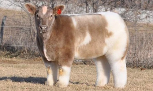 Kỳ lạ giống bò hình vuông, thoạt nhìn tưởng thú nhồi bông “khủng“