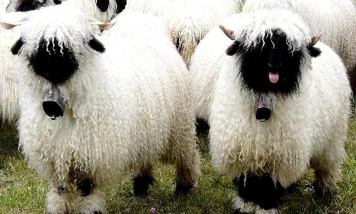 Loài cừu kỳ lạ có gương mặt “u tối”, được xem là “di sản“