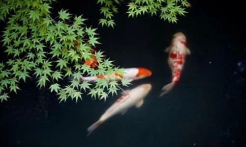 Top 10 động vật sống dai nhất quả đất: Có loài bất tử! 