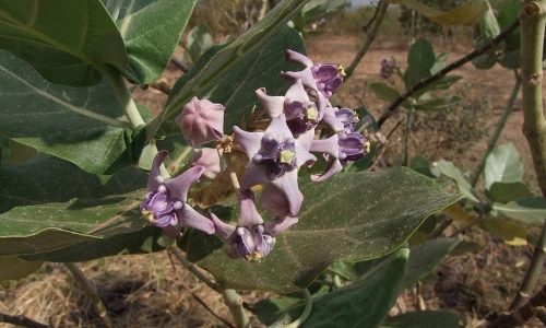 Loài cây siêu đẹp nhưng là “tử thần” phổ biến ở miền Trung