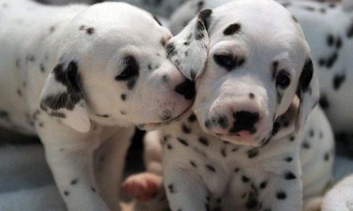Khám phá cực hay ho về giống chó đốm đáng yêu