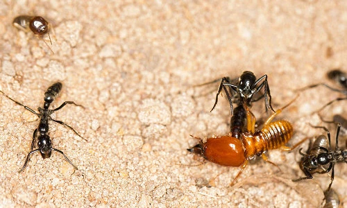 Độc đáo loài kiến “bác sĩ” biết chữa bệnh cho đồng loại