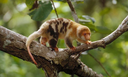 Sự thật gây sửng sốt về loài cáo có túi