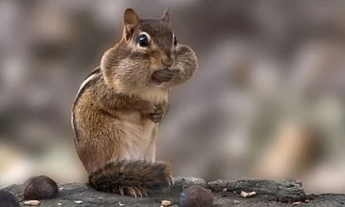 Top khám phá thú vị về loài sóc chuột siêu đáng yêu