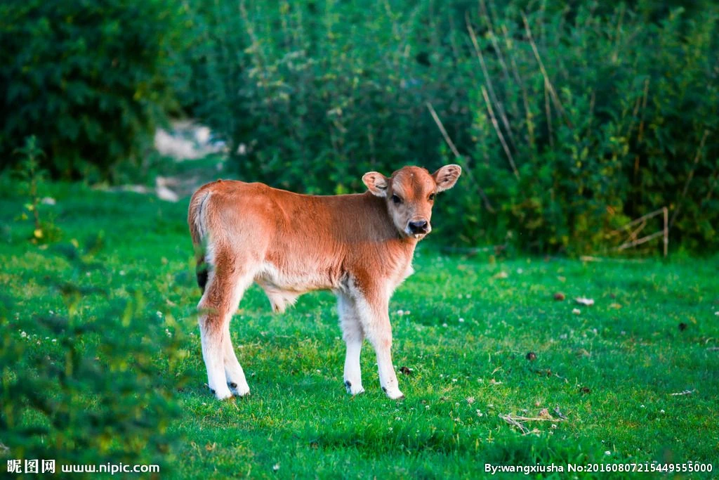 Dự đoán ngày mới 15/02/2019 cho 12 con giáp