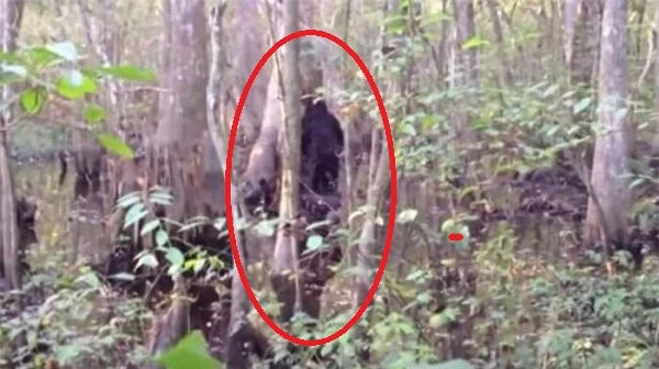 “Bắt quả tang” những lần quái vật Bigfoot xuất hiện... trêu con người