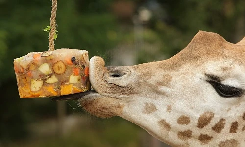 Xem động vật chết mê với món kem mát lạnh