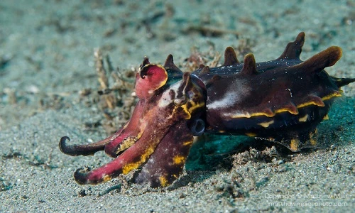 Sự thật đầy màu sắc về loài mực nang 