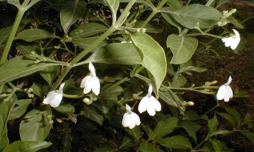 Bất ngờ “sốc” về cây kiến cò hoa trắng rất xinh của VN