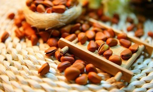 Sự thực ít ai hay về hạt thông quen thuộc 