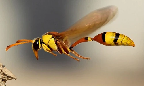 Khám phá rợn người về côn trùng bạn chưa từng nghe 