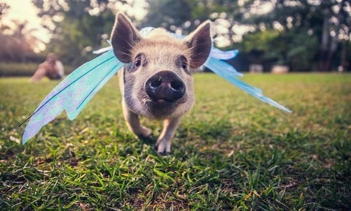 Lợn cảnh tạo dáng như thiên thần trước ống kính