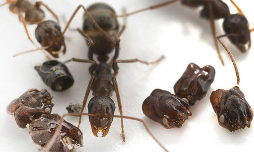 Loài kiến “ác ma” có cách trang trí tổ gây rùng mình