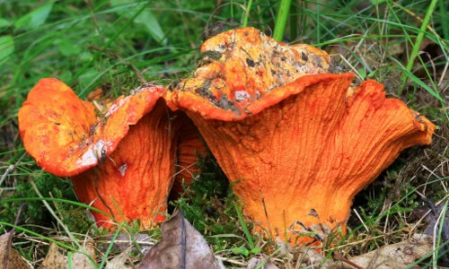 Khám phá cực choáng về nấm tôm hùm độc đáo