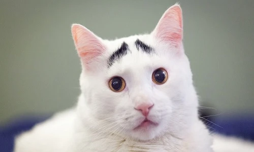 Những động vật đáng yêu có râu, ria, lông mày cực độc