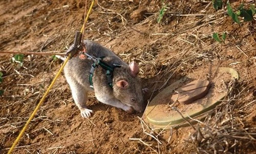 Những động vật có khả năng phát hiện bom mìn siêu phàm