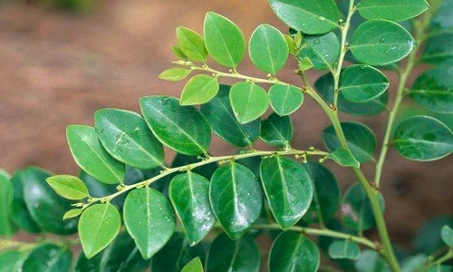 Điều ít người biết về cây bồ cu vẽ có khắp Việt Nam