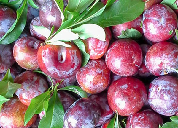Lợi ích sức khỏe của quả mận, tận dụng ăn ngay khi vào mùa
