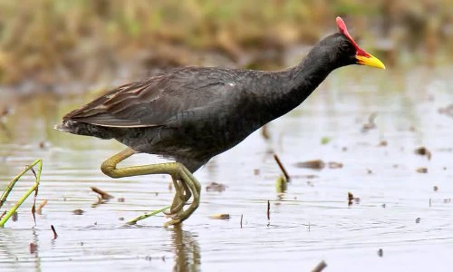 Điều kỳ thú về chim cúm núm, đặc sản miền Tây