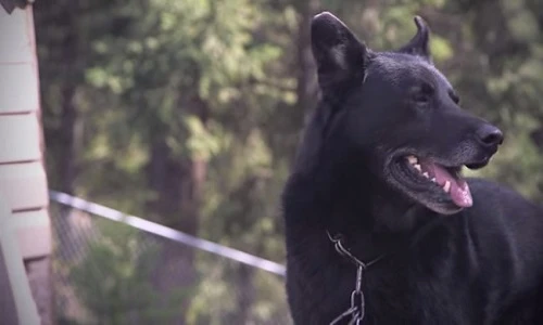 Kỳ lạ chuyện chó cứu sống chủ sau 40 giờ tai nạn