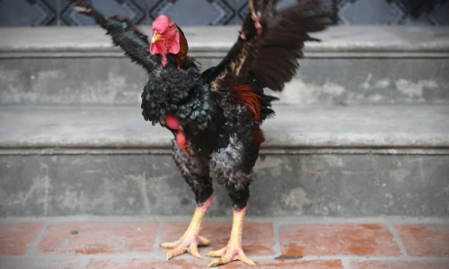 Điều ít biết về giống gà Hồ, linh vật của Việt Nam xưa