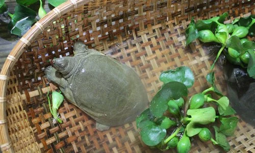 Khám phá về những con ba ba “đa tính cách“