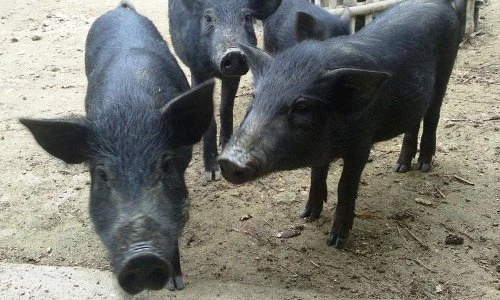 Sự thật ít người biết về những con lợn mán