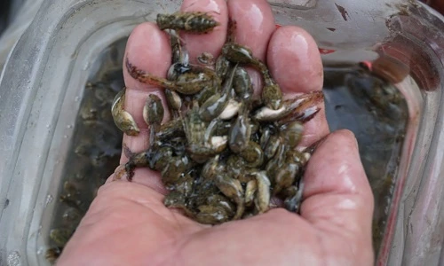 Kinh dị đặc sản nòng nọc đãi khách ở miền Ba Tơ