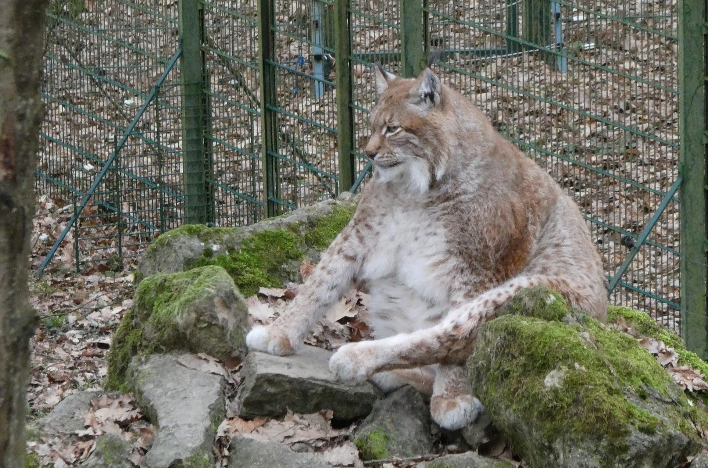 Nhìn lại hình ảnh chú linh miêu béo nhất Thế giới vừa qua đời
