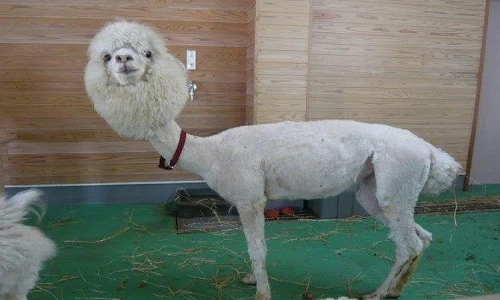 Những động vật trần trụi khiến người xem hết hồn