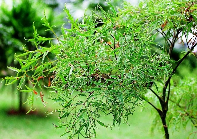 Những món ăn bài thuốc từ lá đinh lăng cực tốt cho sức khỏe