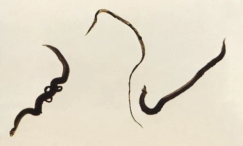 Độc đáo loài sán ký sinh chung thủy nhất TGĐV