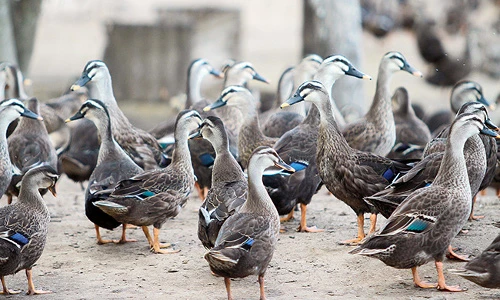 Khám phá về loài vịt trời gây tò mò