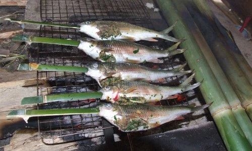 Sự thật kinh ngạc về cá mát, đệ nhất đặc sản xứ Nghệ