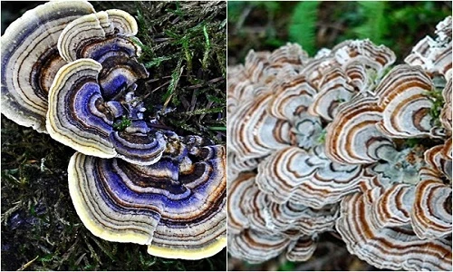 Tiết lộ "sốc" loài nấm đẹp sặc sỡ, dáng như đuôi gà tây 