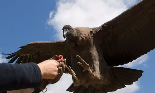 Một ngày tại nơi huấn luyện chim săn mồi lớn nhất thế giới
