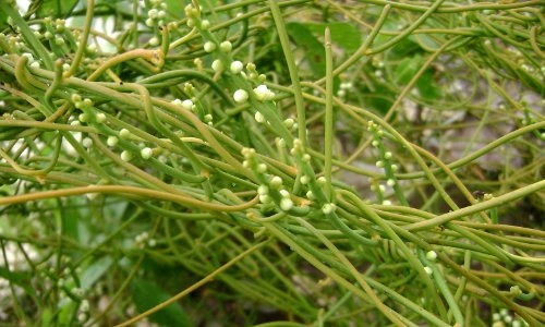 Hãi hùng cây tơ xanh biến ong bắp cày thành xác ướp