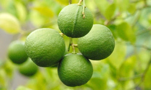 Khám phá thú vị giống chanh bông tím nổi tiếng miền Tây