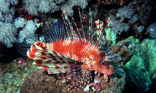 Run sợ loài cá có thể đâm xuyên da thịt con người