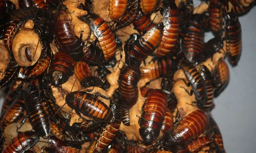 Điểm danh vật nuôi quái đản không ngờ 