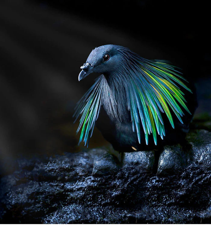 Những loài bồ câu ăn diện, chuẩn “fashionista” trong giới chim cò